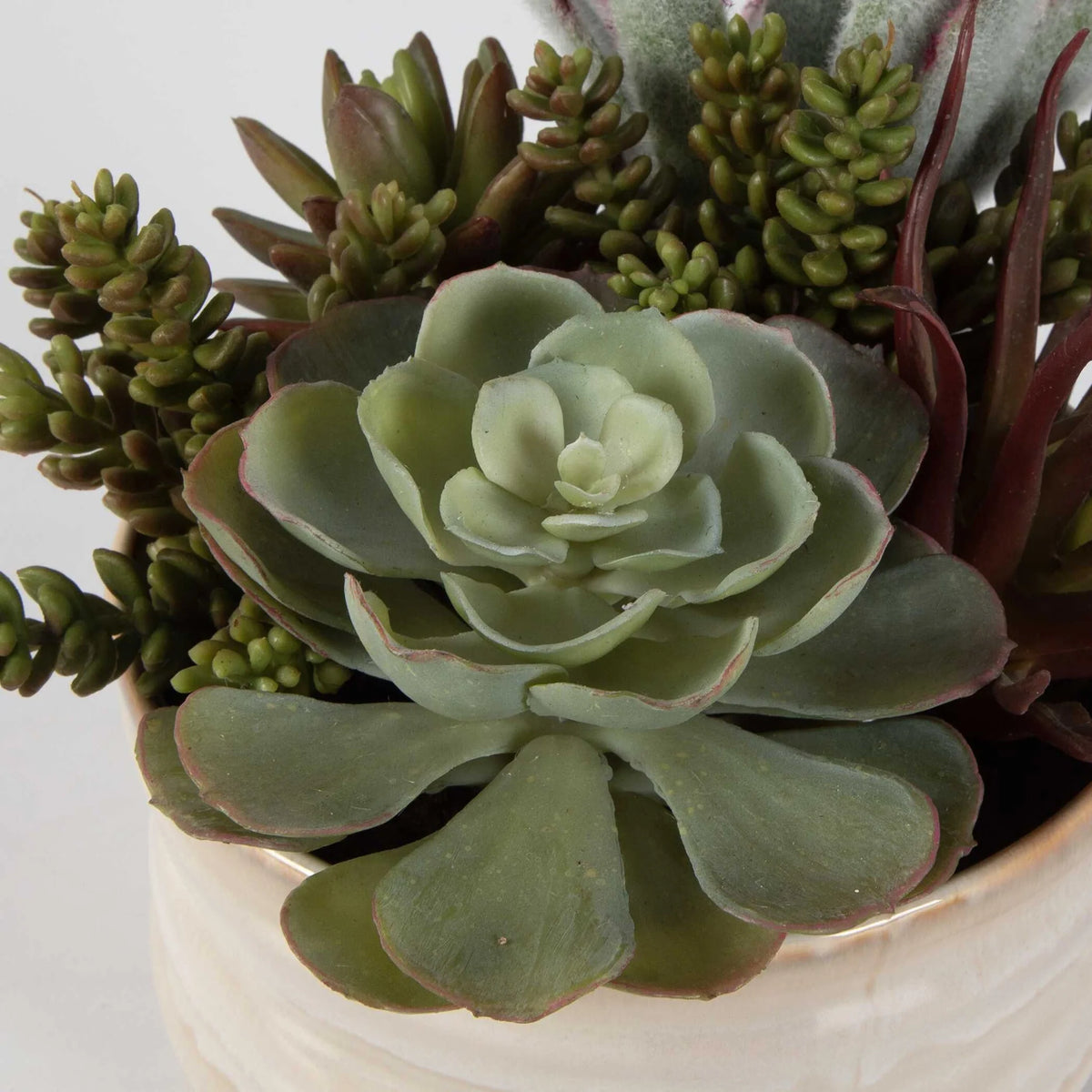 Succulent Accent