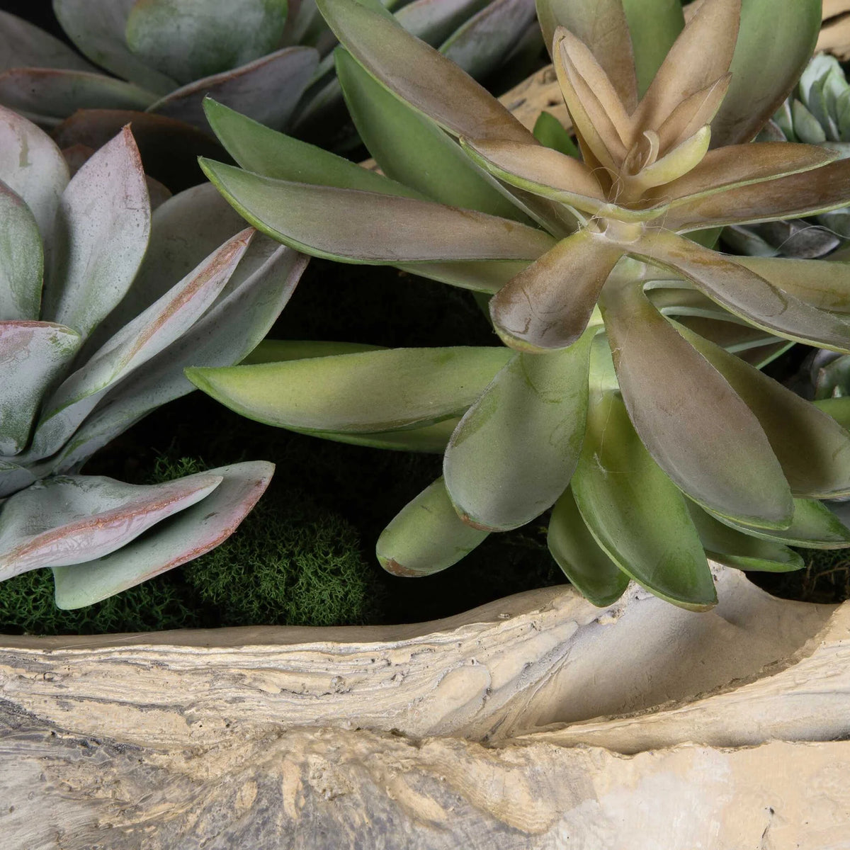 Coastal Succulent Arrangement