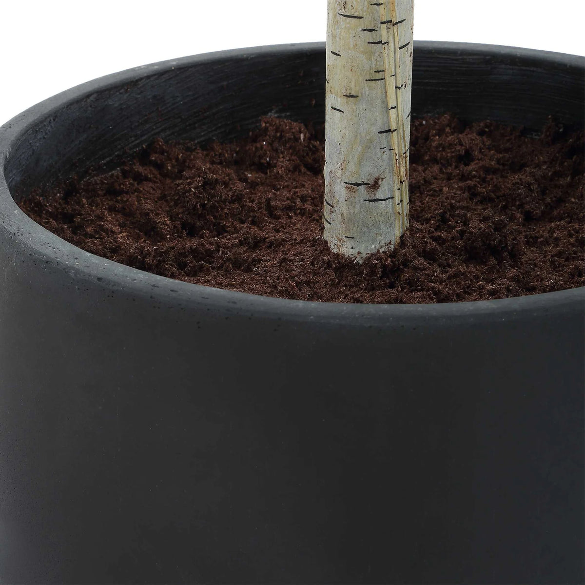 Potted Birch Tree