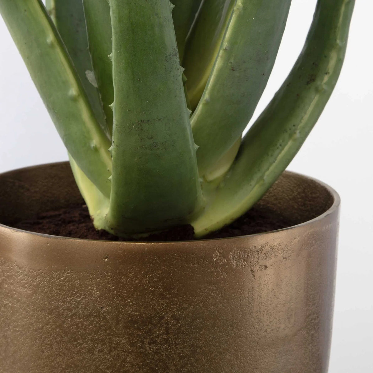 Aloe Planter