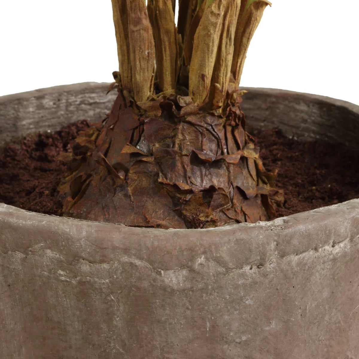 Palm Accent In Planter