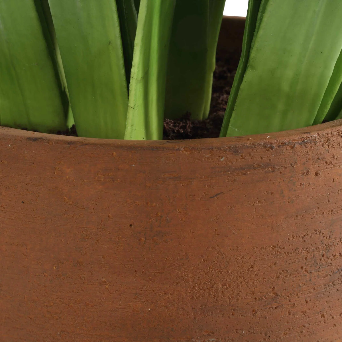 Potted Hyacinth Plant