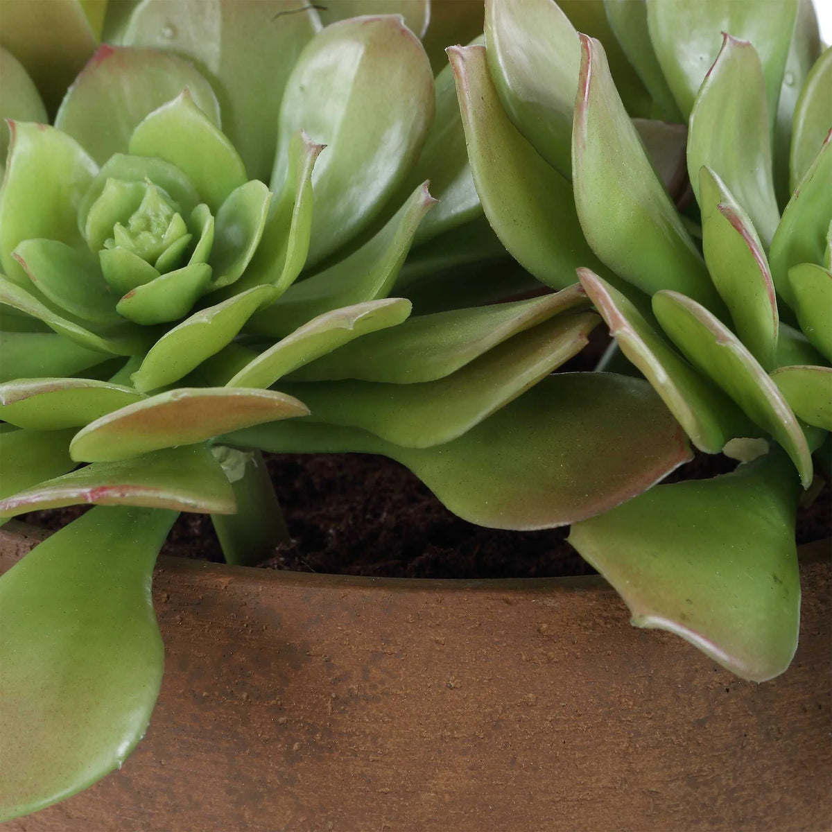 Succulent Accent in Terracotta Pot