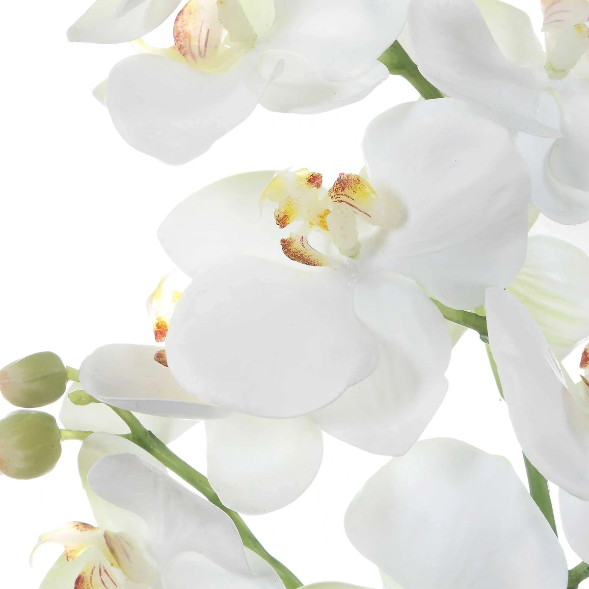 Orchid Drop-In