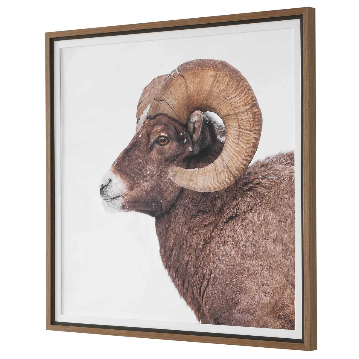 Horn Sheep Framed Print