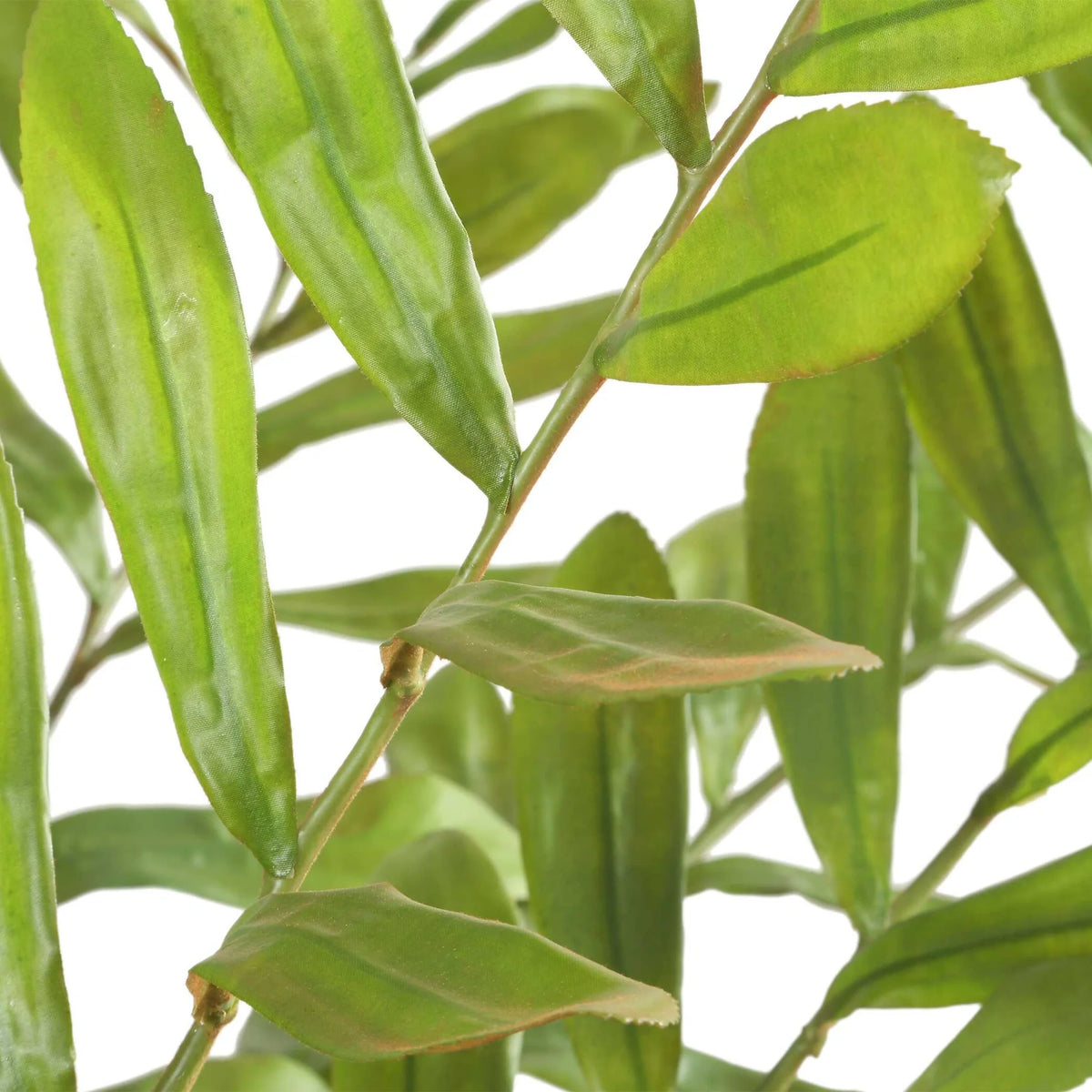 Palm Accent In Planter