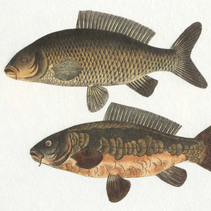 Framed Fish Prints Set/2