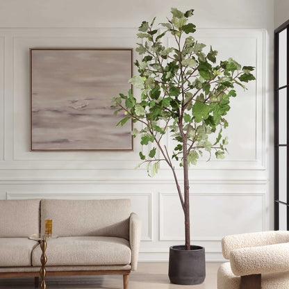 Potted Fig Tree