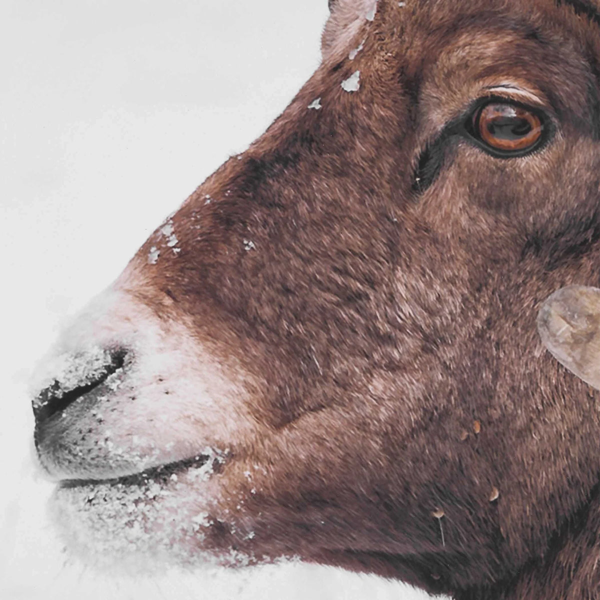 Horn Sheep Framed Print