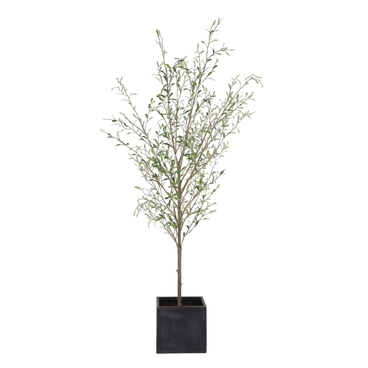 Potted Olive Tree