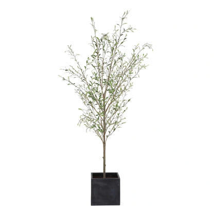 Potted Olive Tree