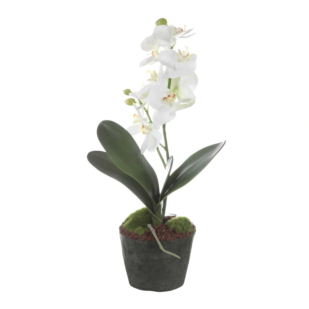 Orchid Drop-In