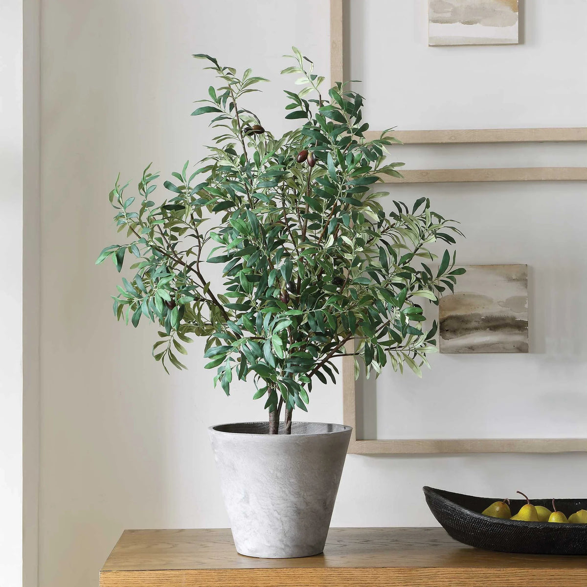 Potted Olive Plant