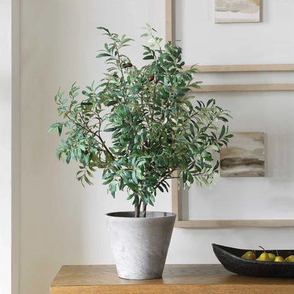 Potted Olive Plant