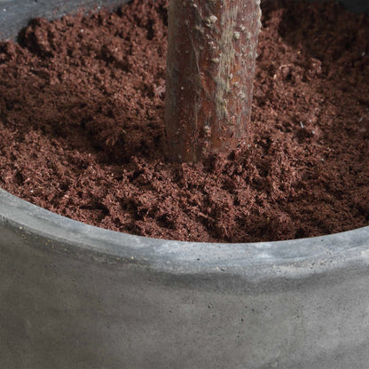 Potted Fig Tree