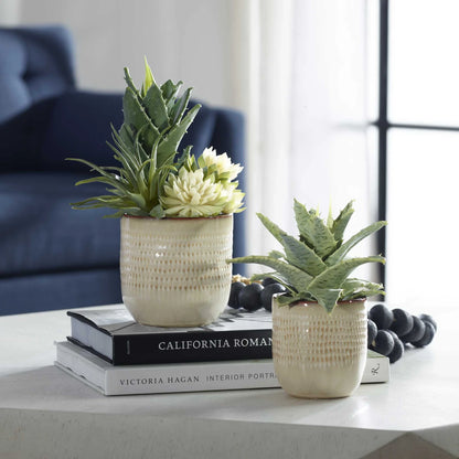 Potted Succulents, Set of 2