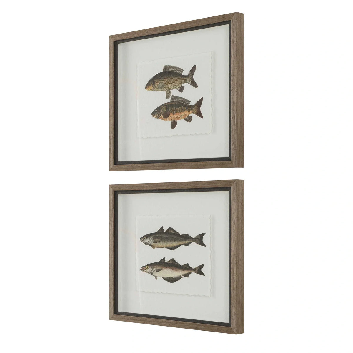 Framed Fish Prints Set/2