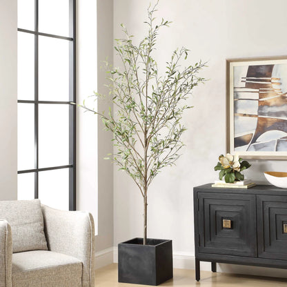 Potted Olive Tree