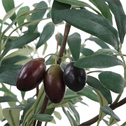 Potted Olive Plant