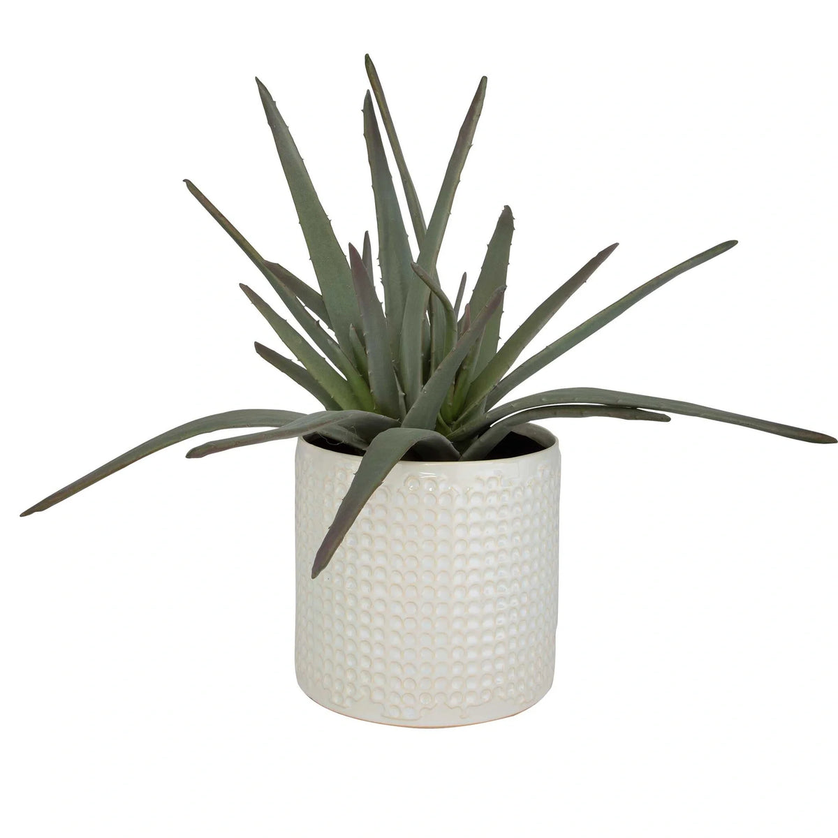 Aloe Centerpiece