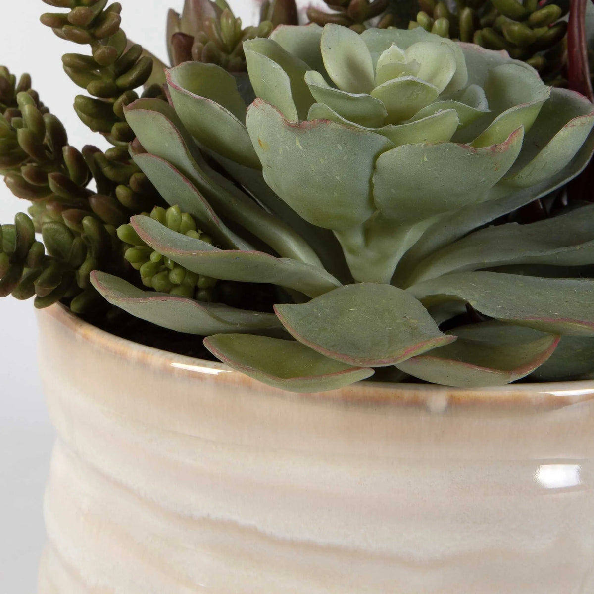 Succulent Accent