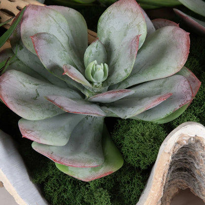 Coastal Succulent Arrangement