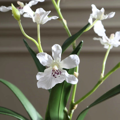 Orchid Drop-In