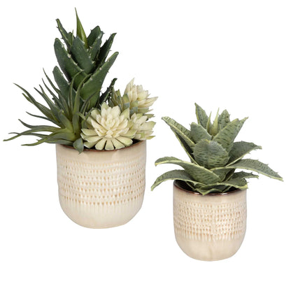 Potted Succulents, Set of 2