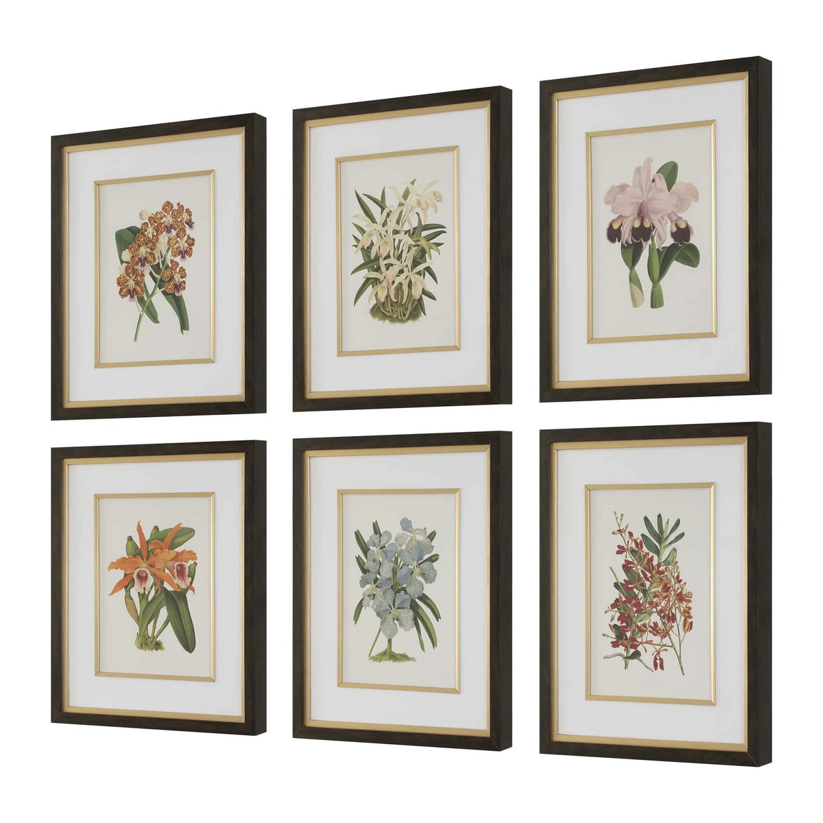 Framed Orchid Botanical Prints, Set of 6