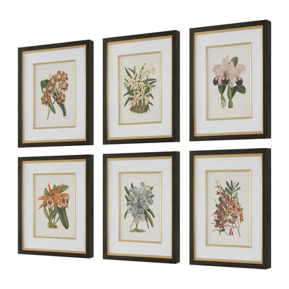 Framed Orchid Botanical Prints, Set of 6
