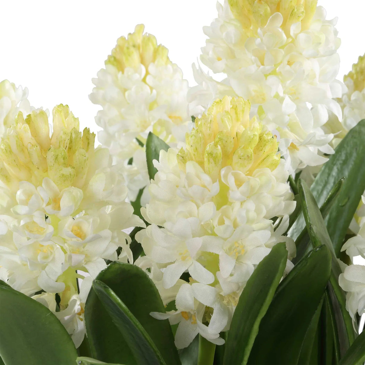 Potted Hyacinth Plant