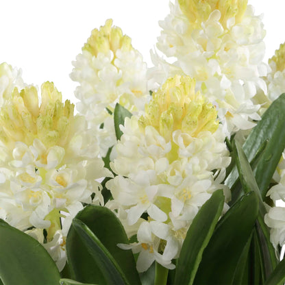 Potted Hyacinth Plant