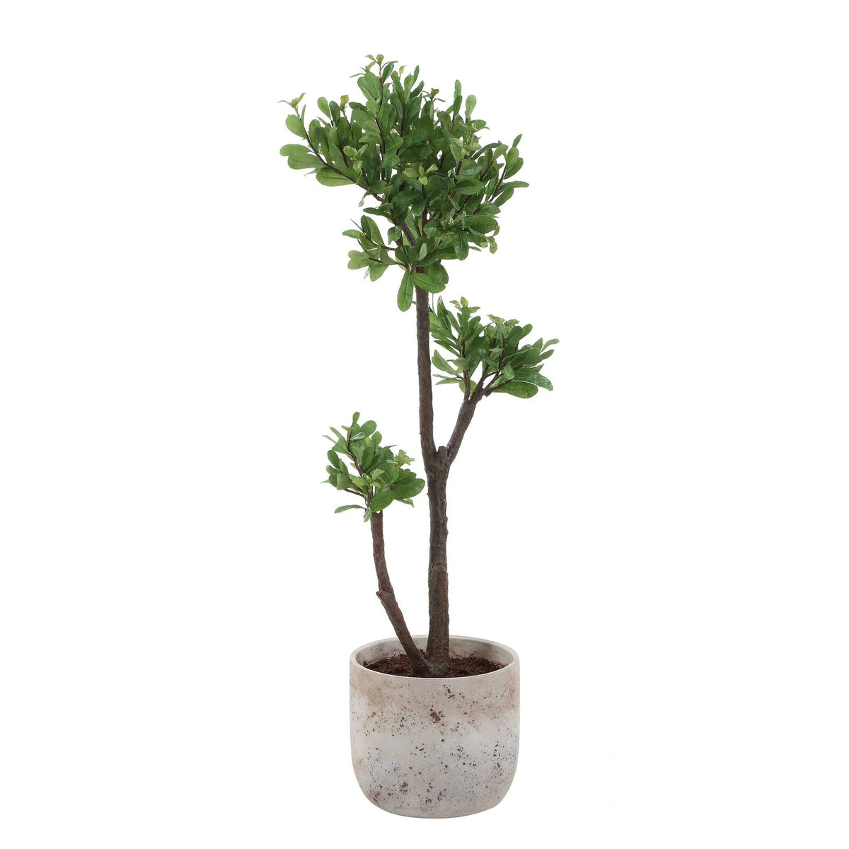 Strawberry Tree