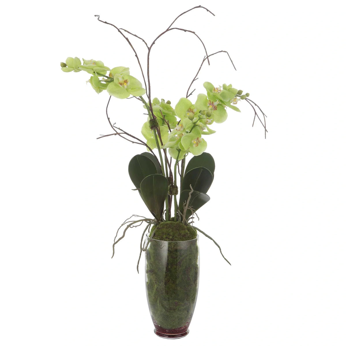 Green Orchid