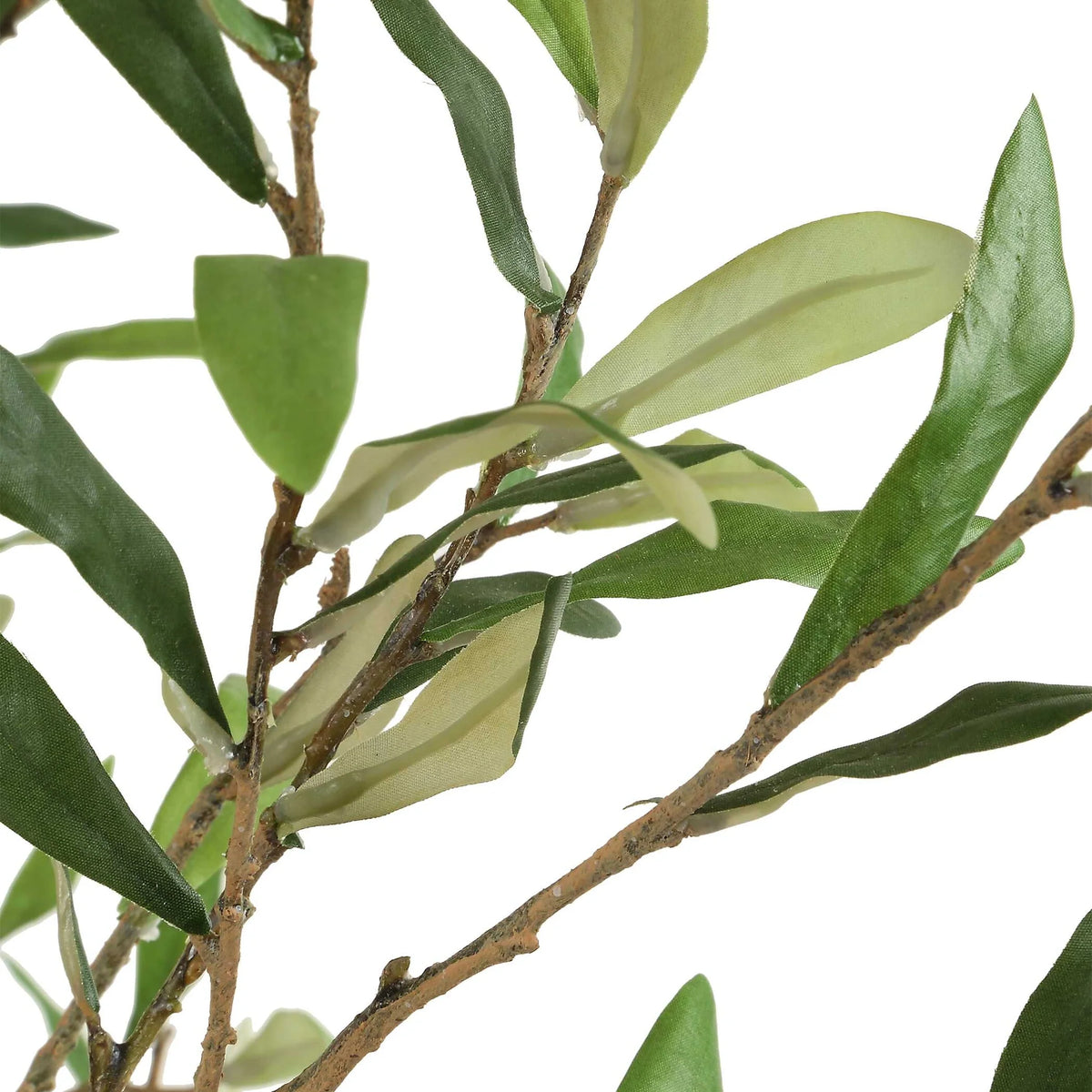 Potted Olive Tree