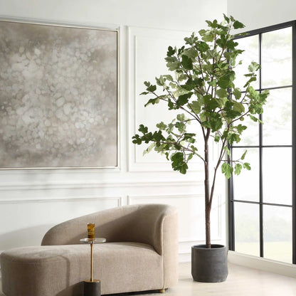 Potted Fig Tree
