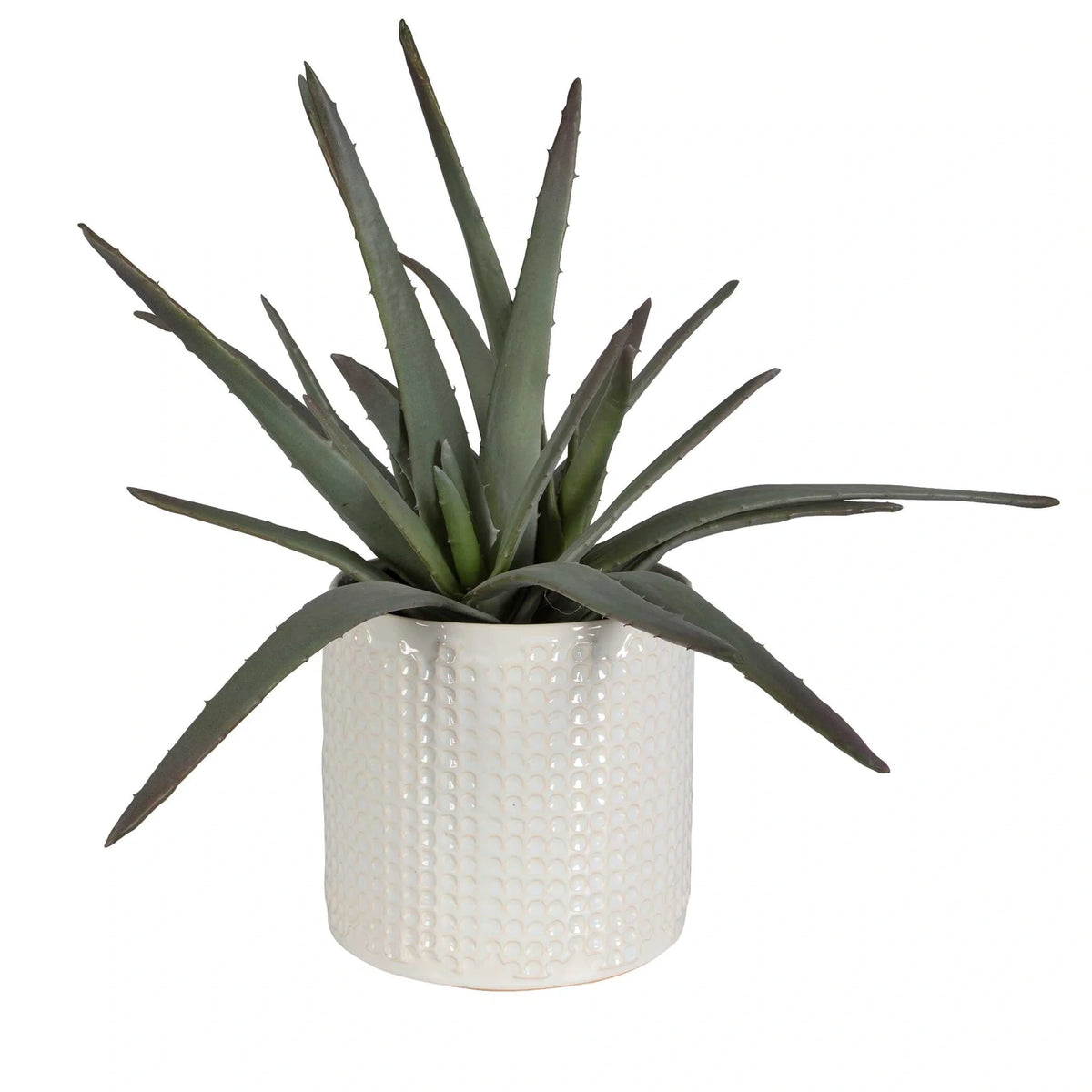 Aloe Centerpiece