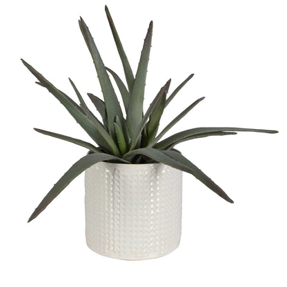 Aloe Centerpiece