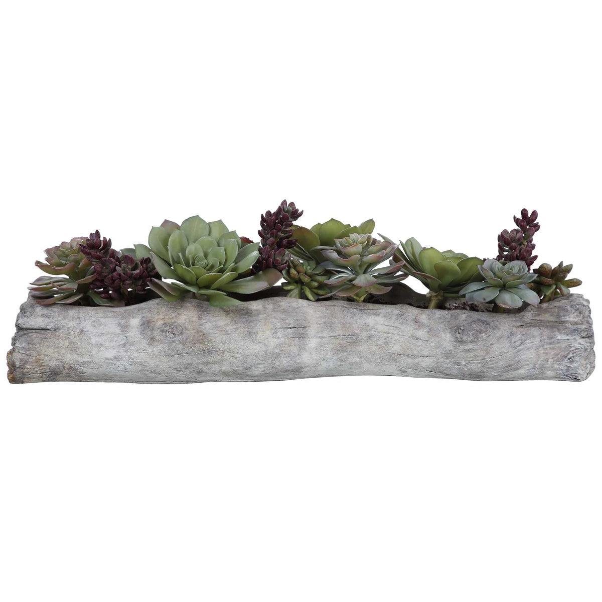 Lush Succulents