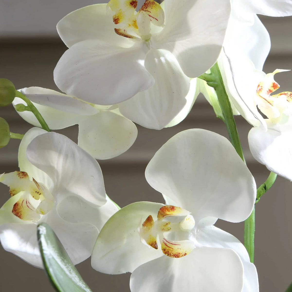 Orchid Drop-In