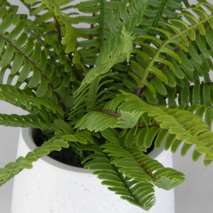 Boston Fern in White Ceramic Pot