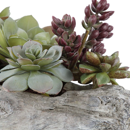 Lush Succulents