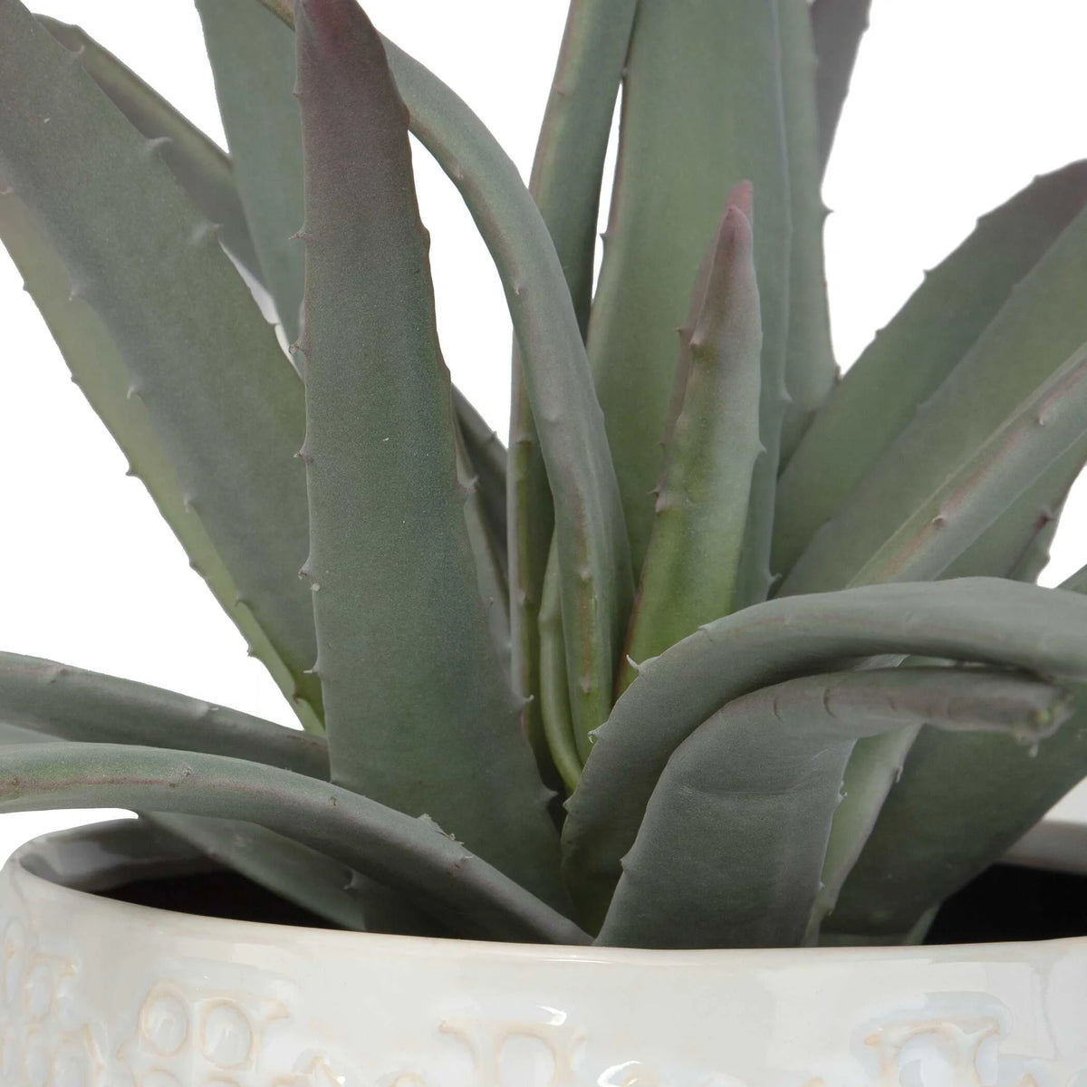 Aloe Centerpiece