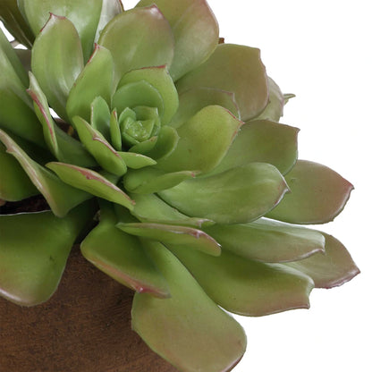 Succulent Accent in Terracotta Pot