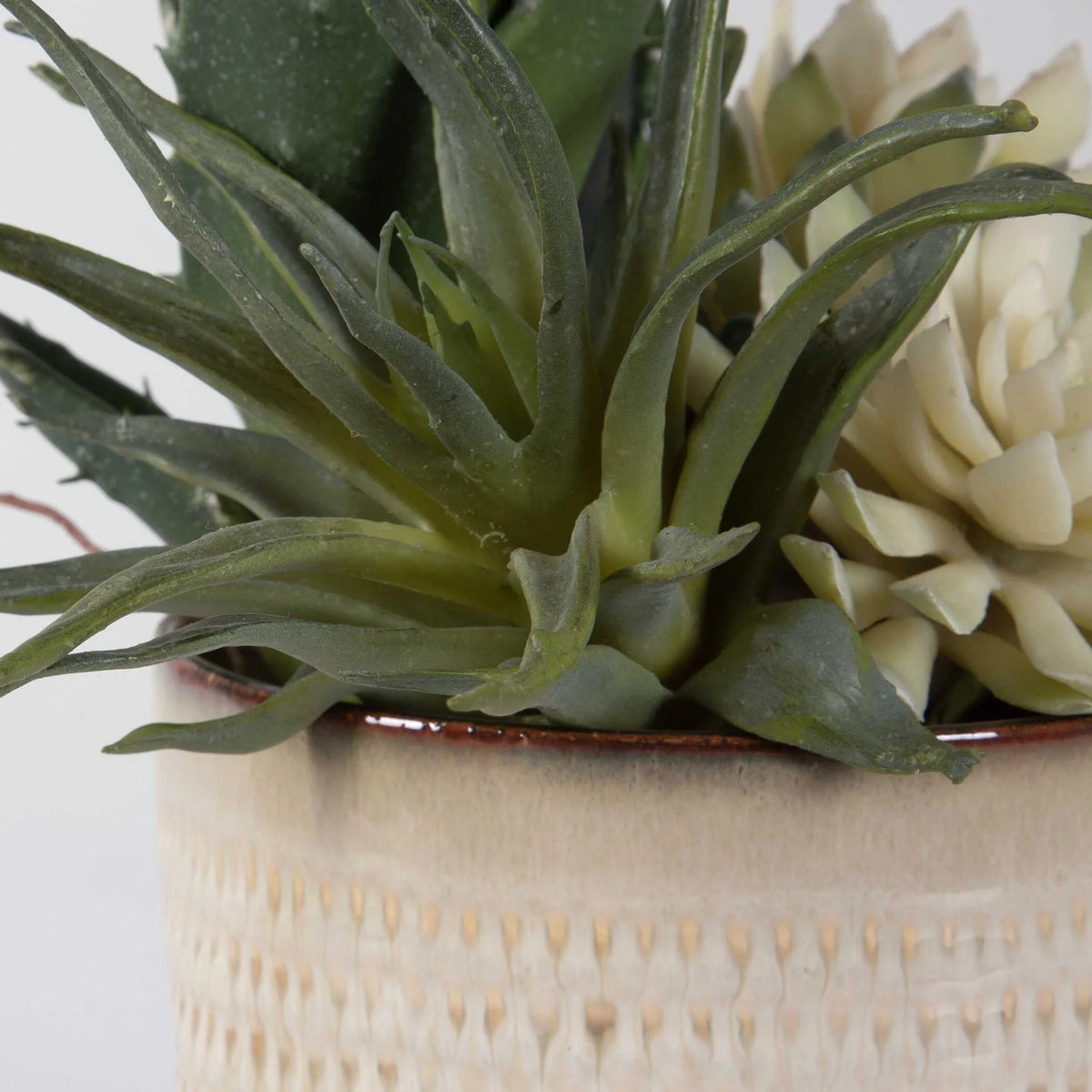 Potted Succulents, Set of 2