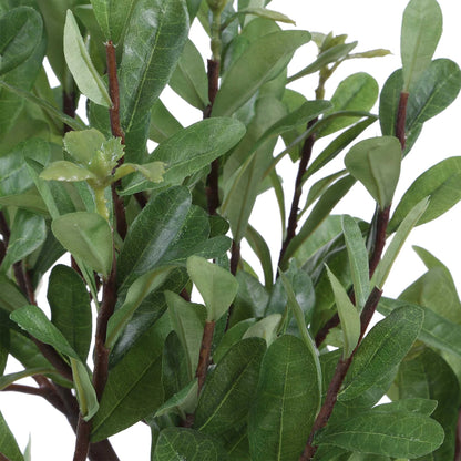 Strawberry Tree