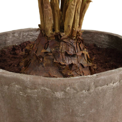 Palm Accent In Planter