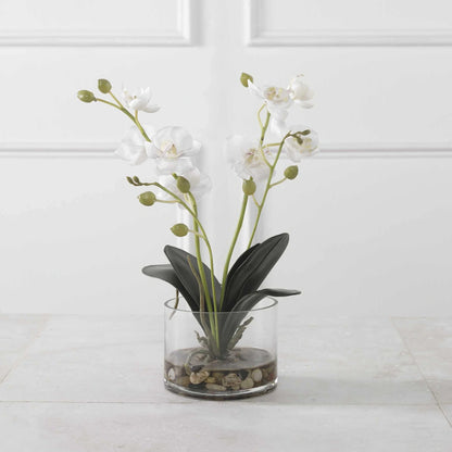 Orchid
