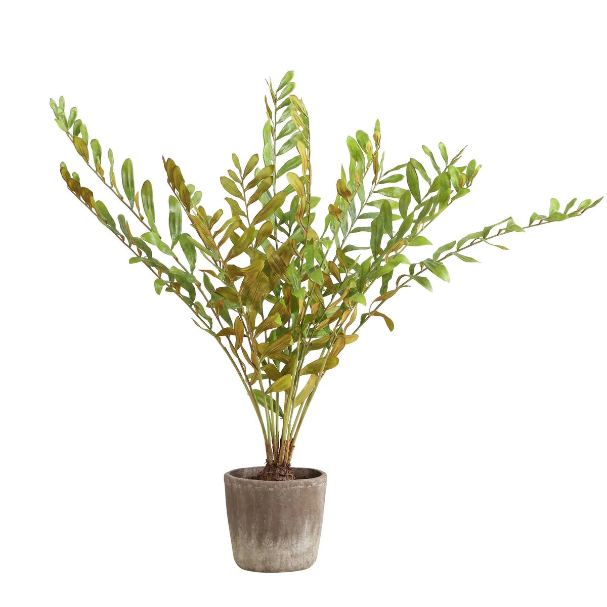 Palm Accent In Planter
