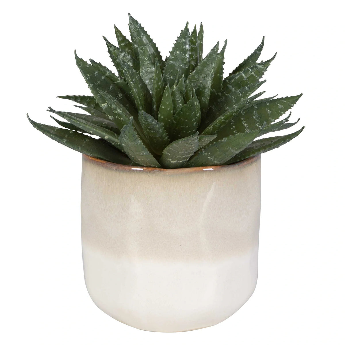 Succulent Accent